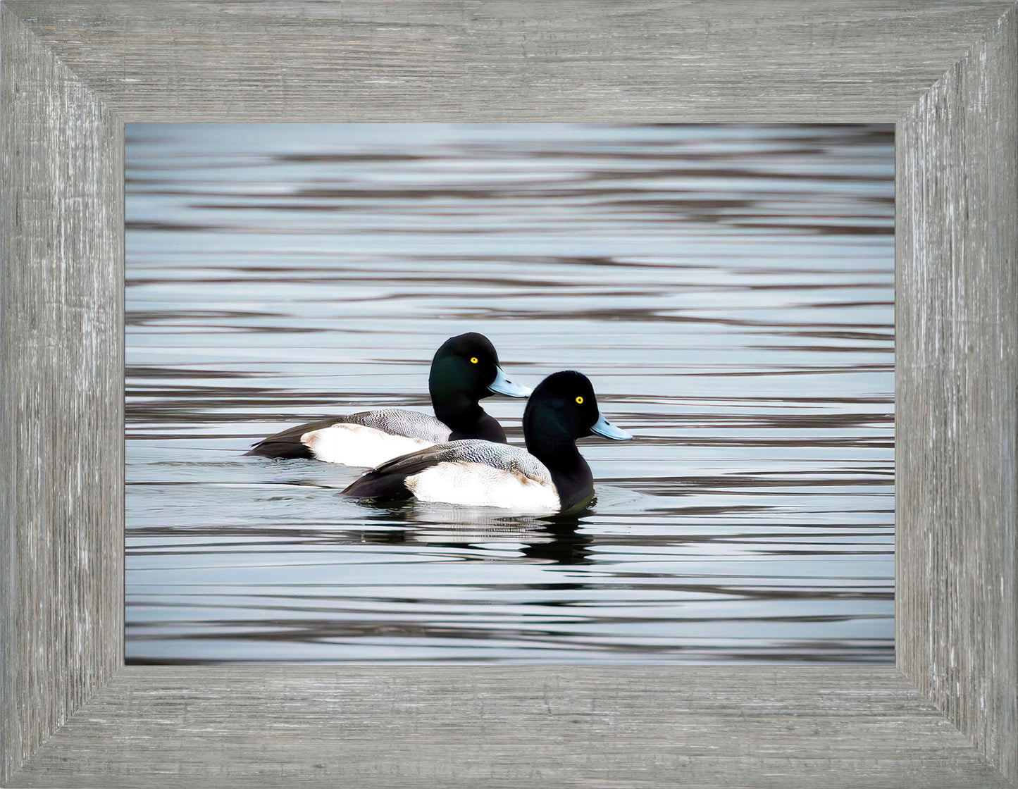 Blue Bills