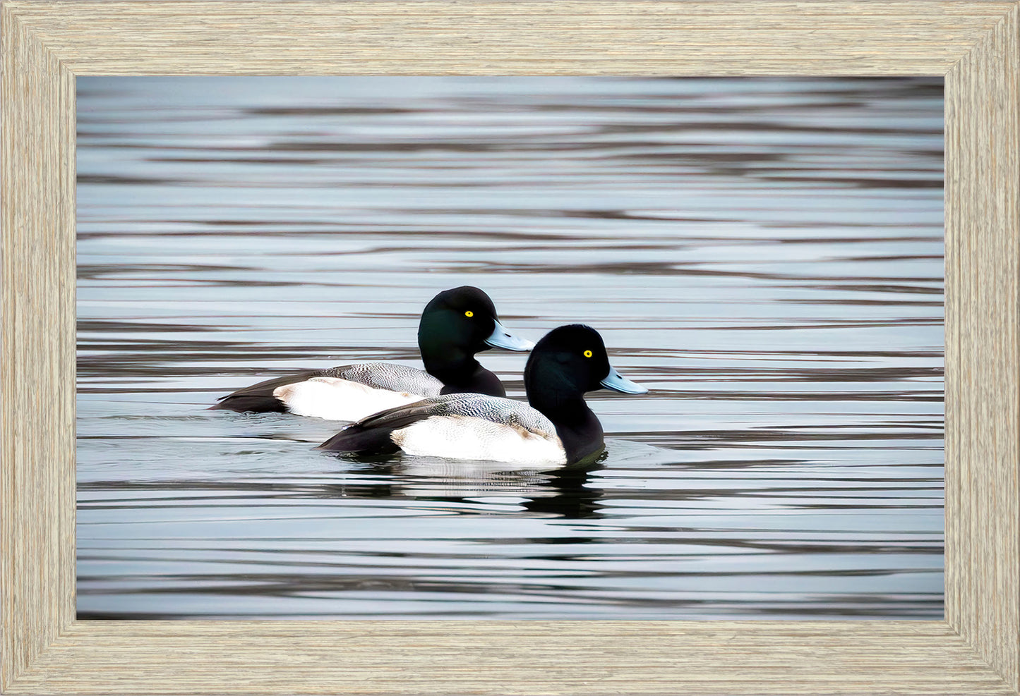 Blue Bills