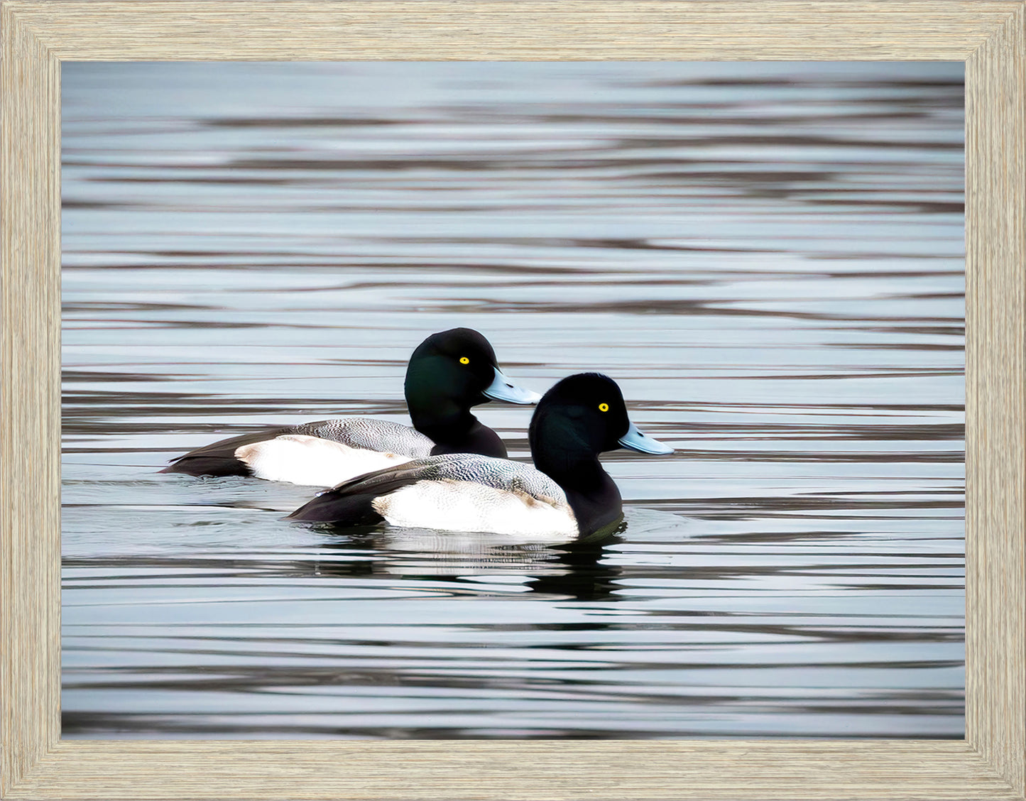 Blue Bills