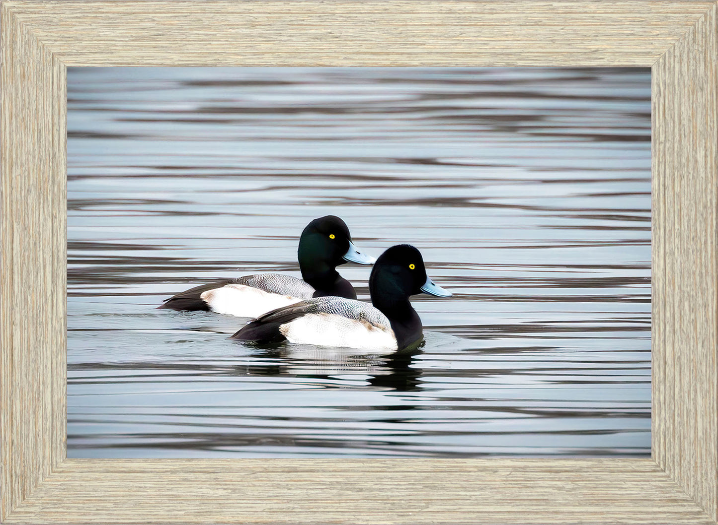 Blue Bills