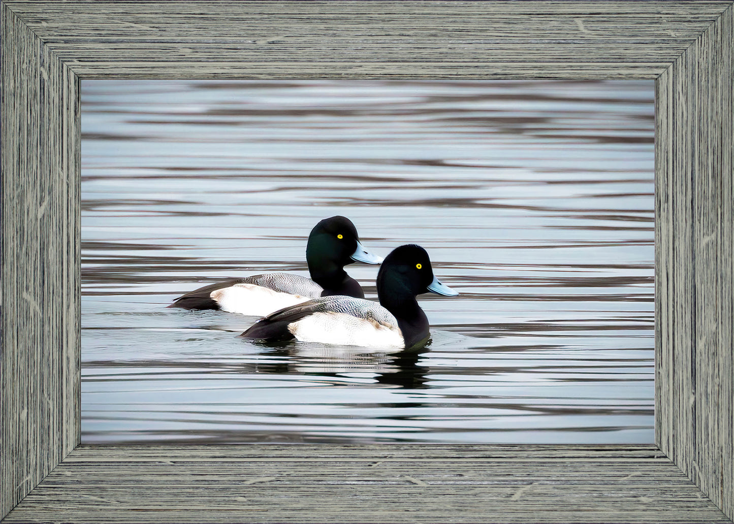 Blue Bills