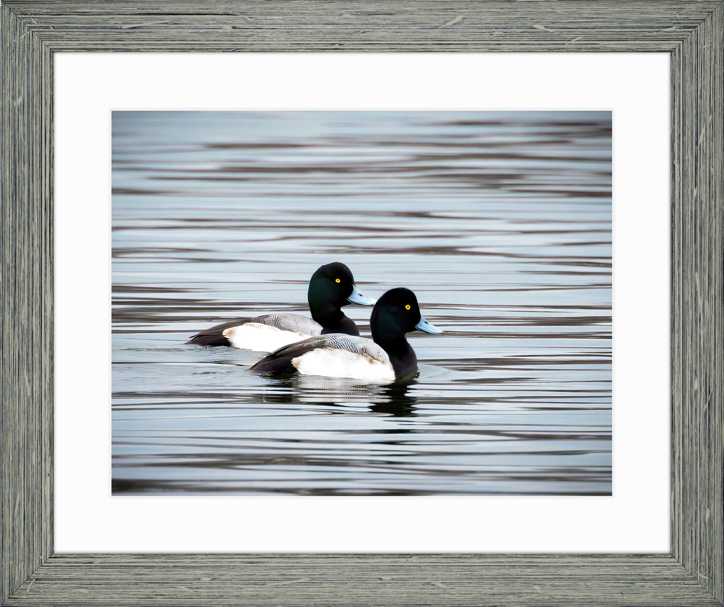 Blue Bills