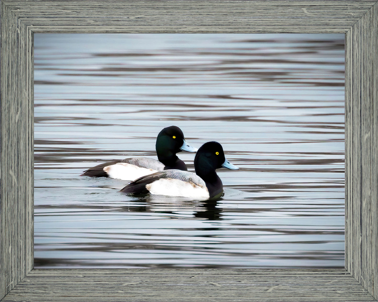 Blue Bills