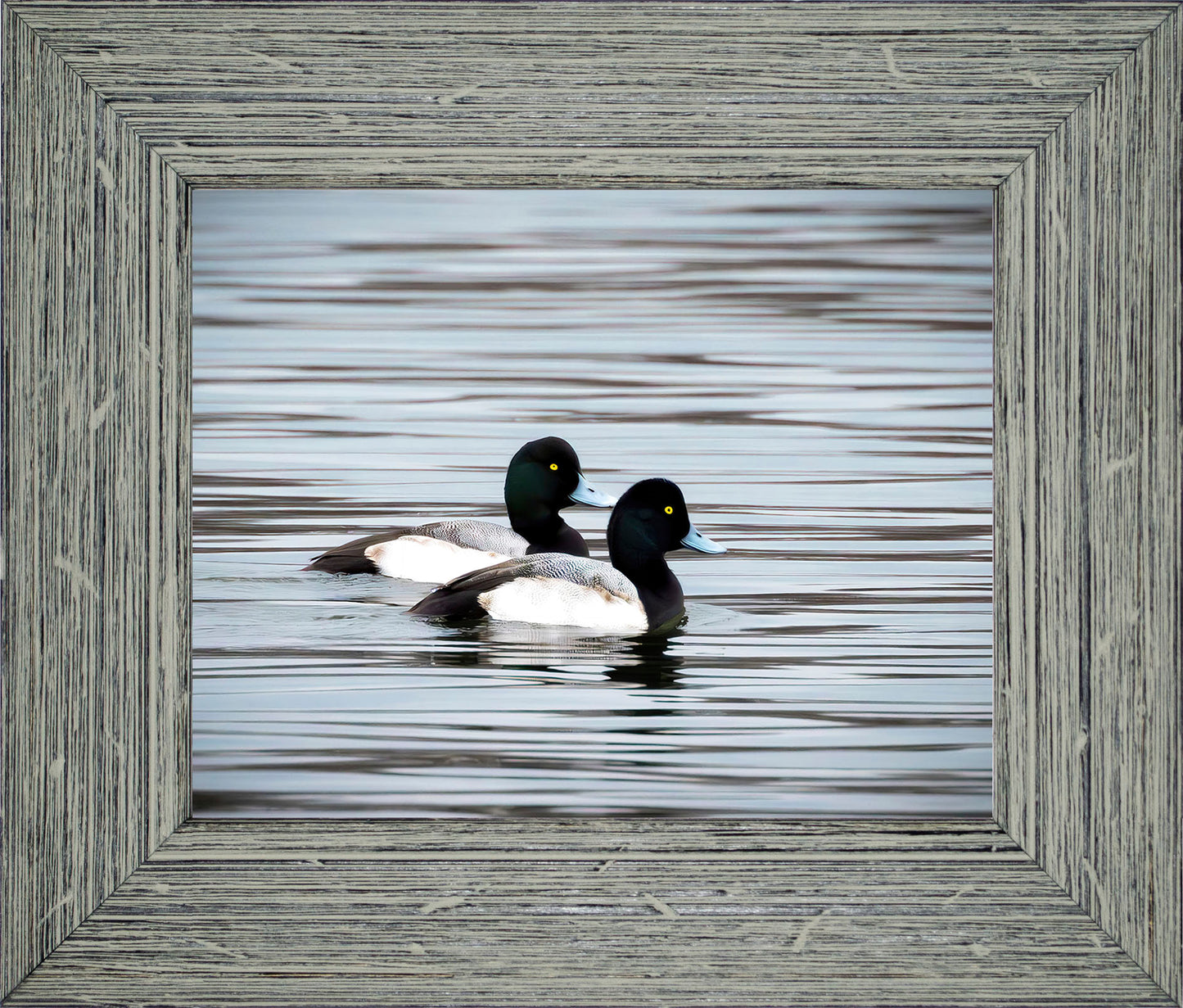 Blue Bills