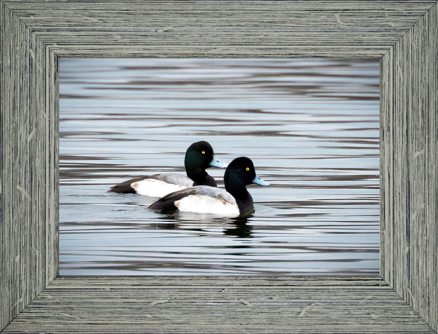 Blue Bills