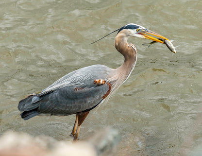 Conowingo Dinner -- HD Metal