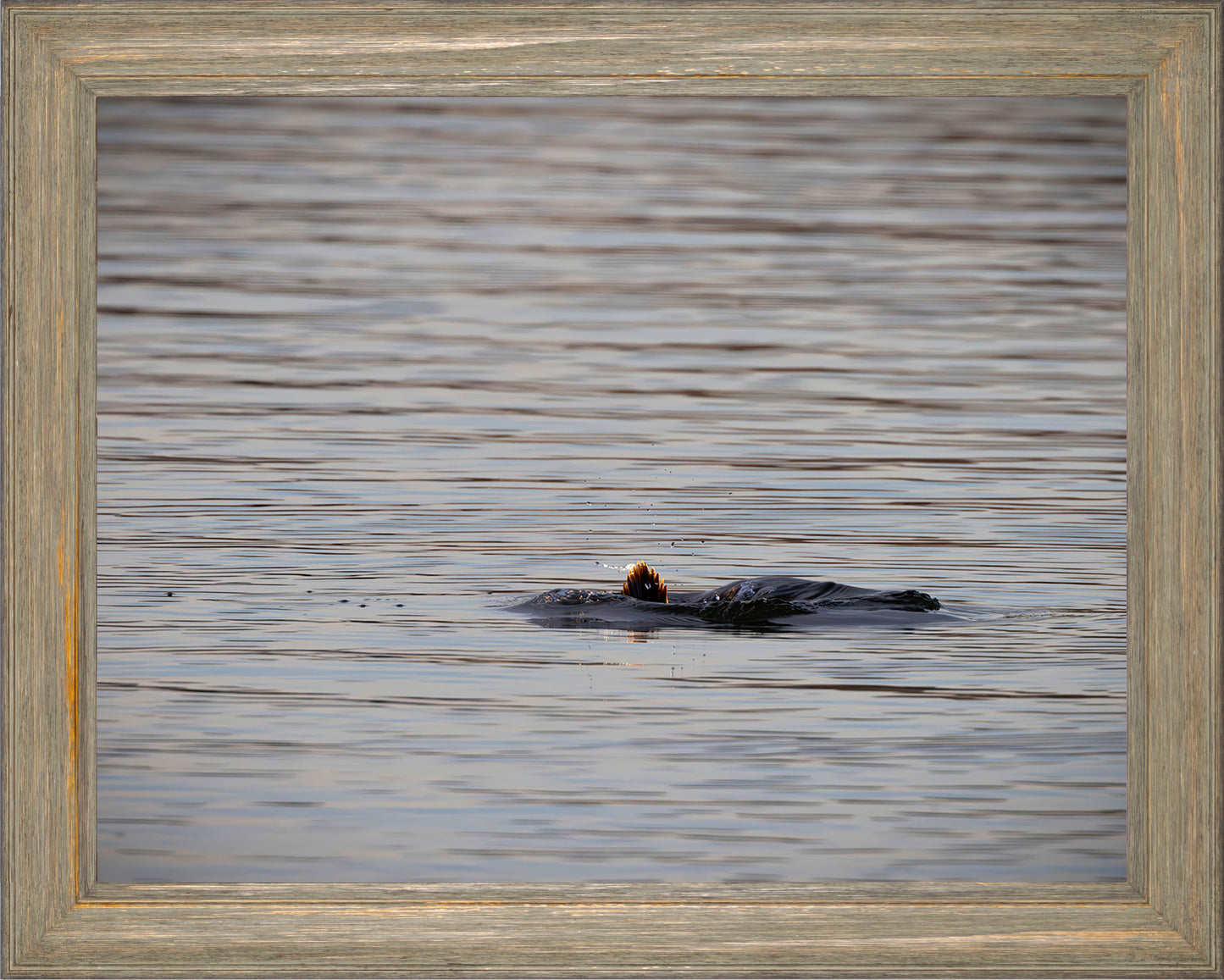 Duck, Duck, Dive