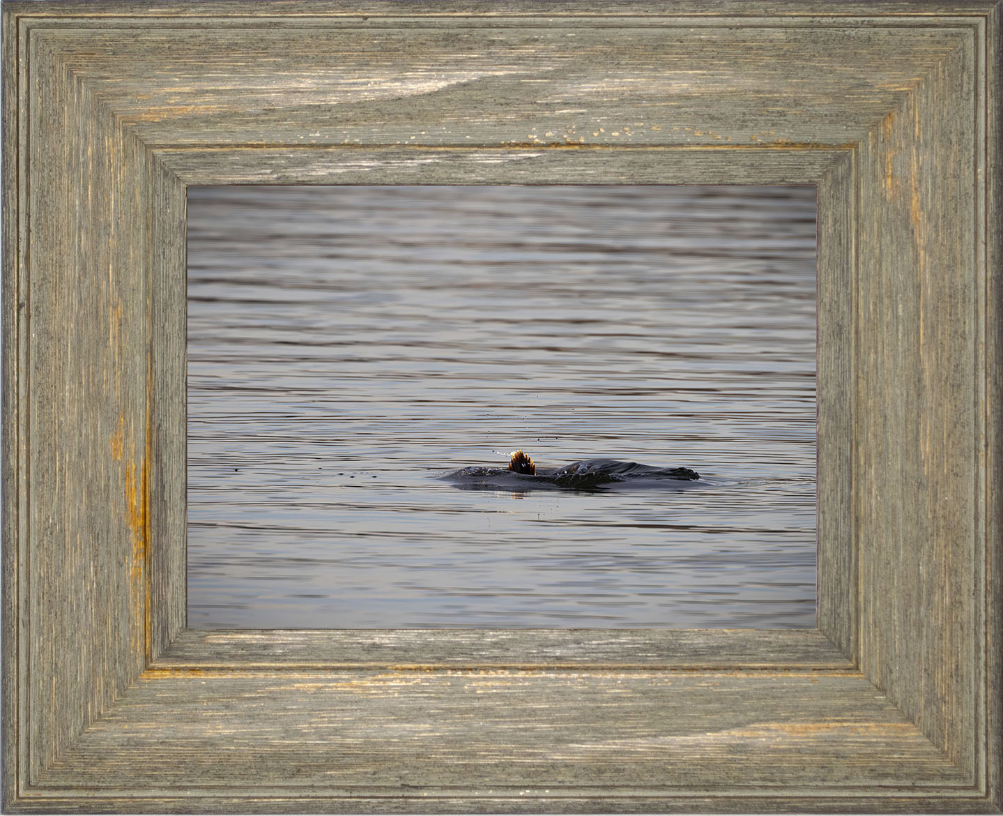 Duck, Duck, Dive