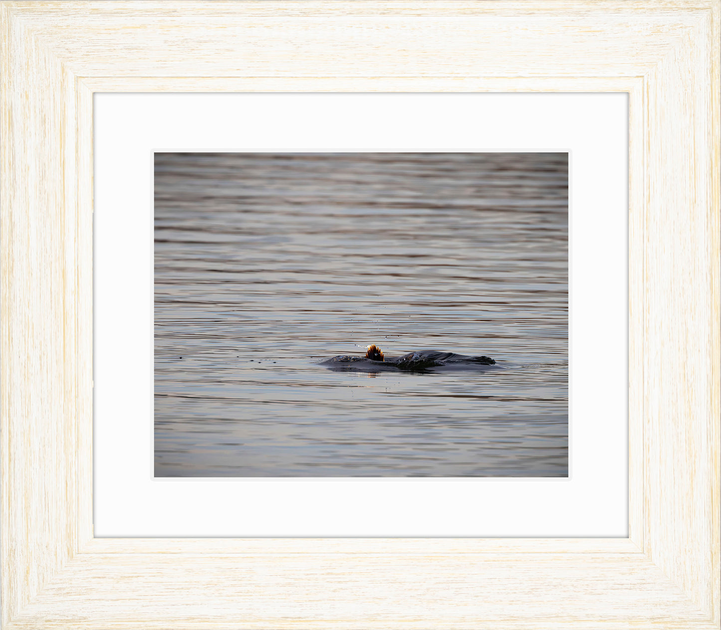 Duck, Duck, Dive