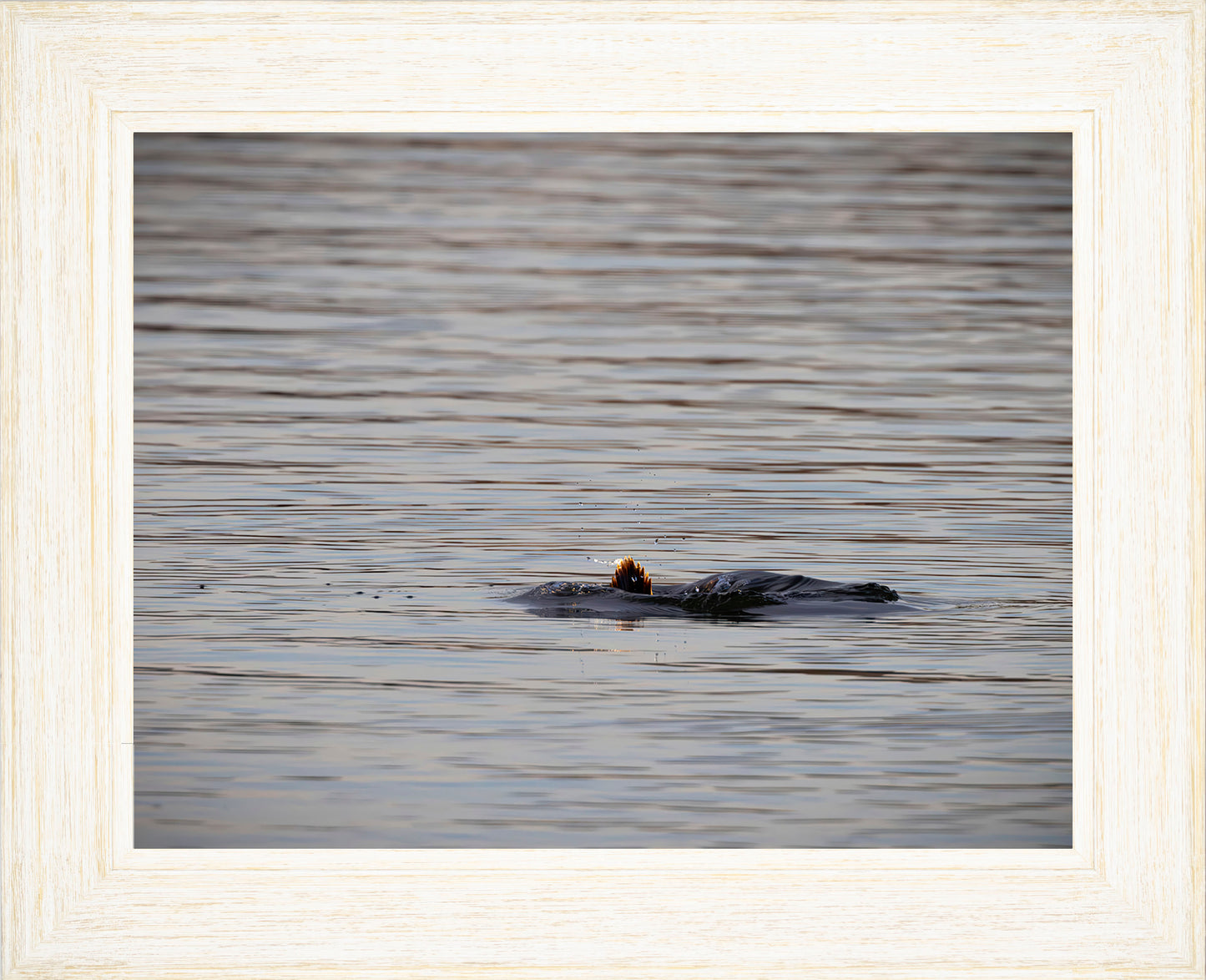 Duck, Duck, Dive