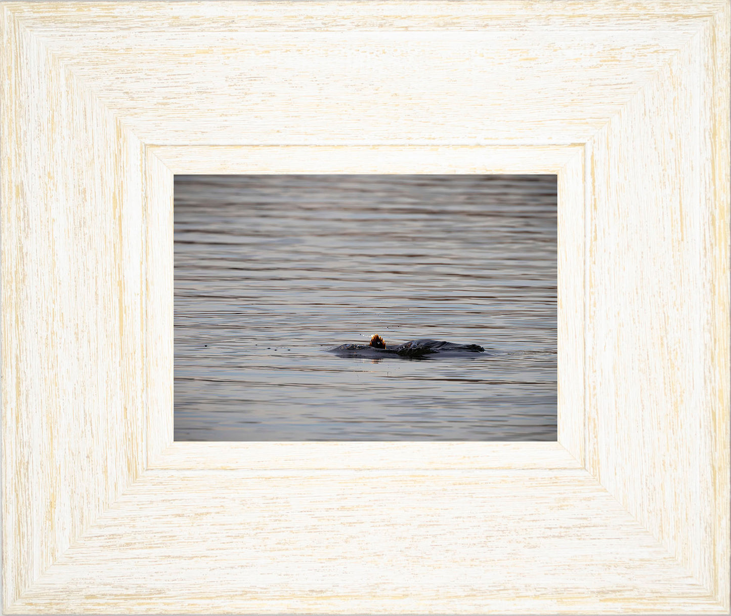 Duck, Duck, Dive