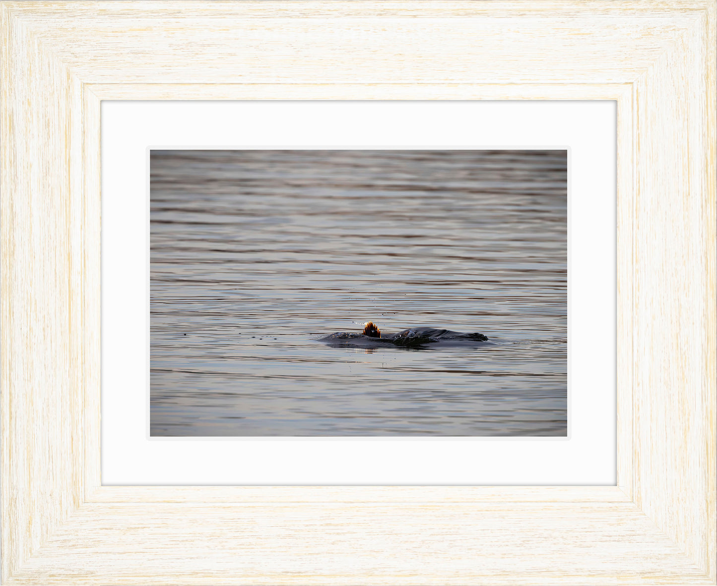 Duck, Duck, Dive