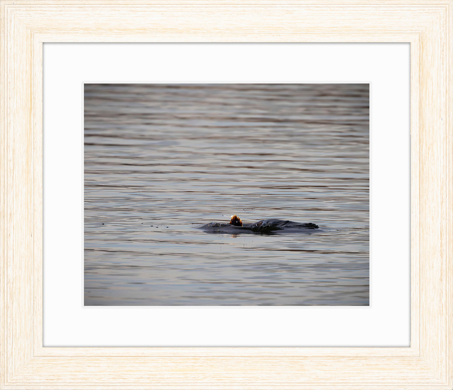 Duck, Duck, Dive