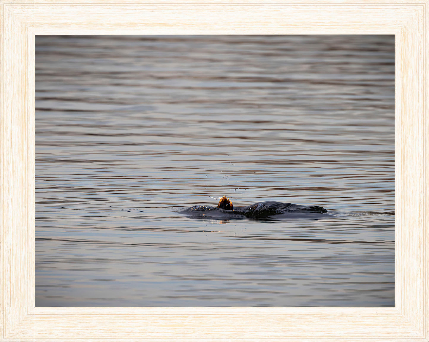 Duck, Duck, Dive