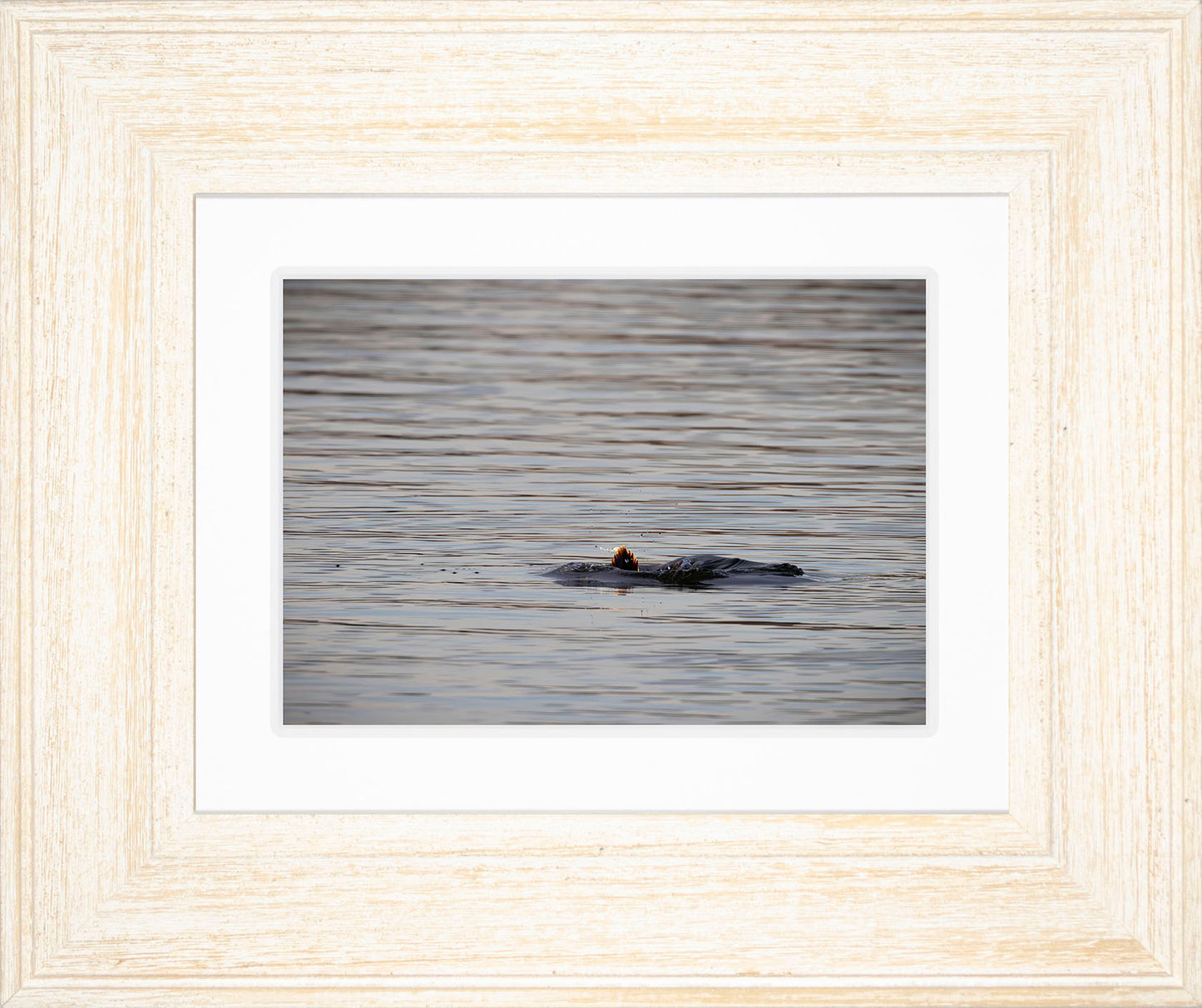 Duck, Duck, Dive