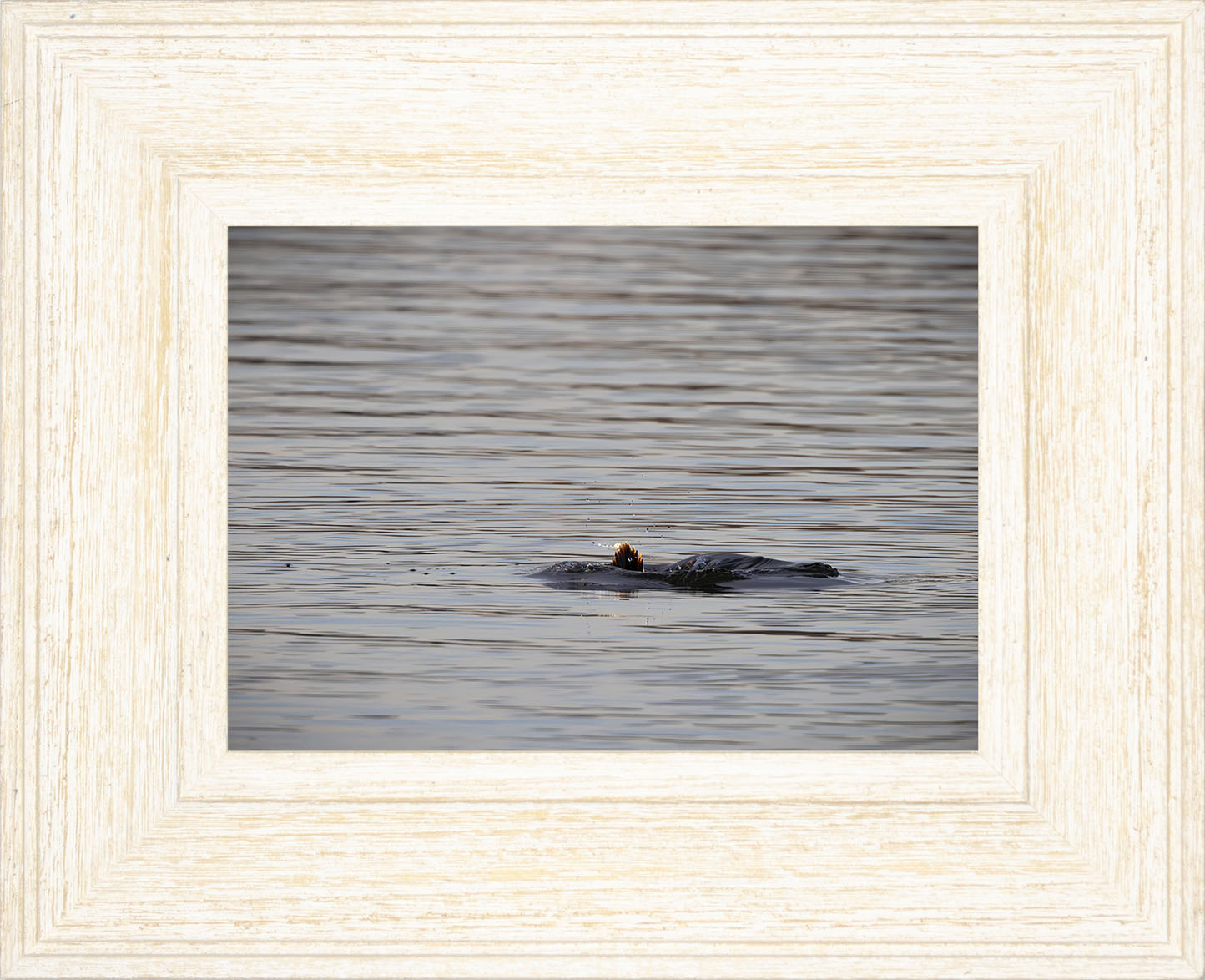 Duck, Duck, Dive