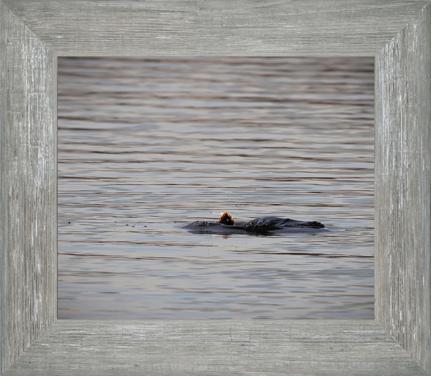 Duck, Duck, Dive