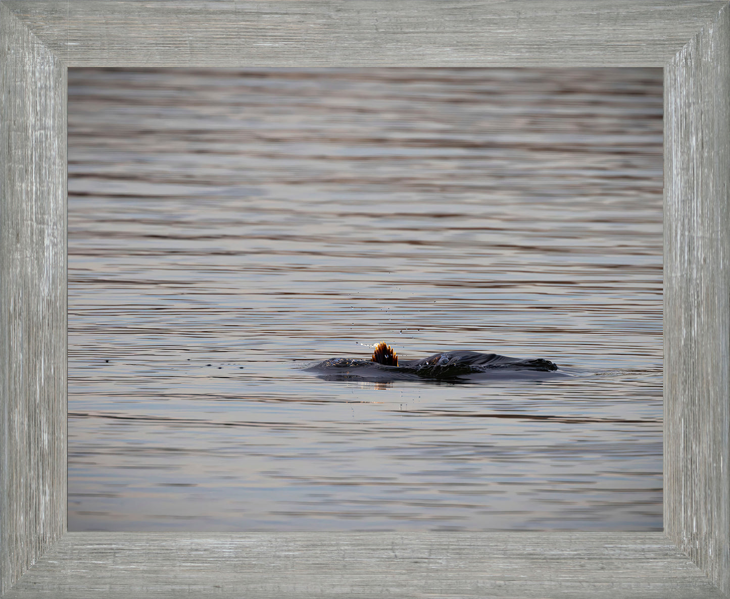 Duck, Duck, Dive