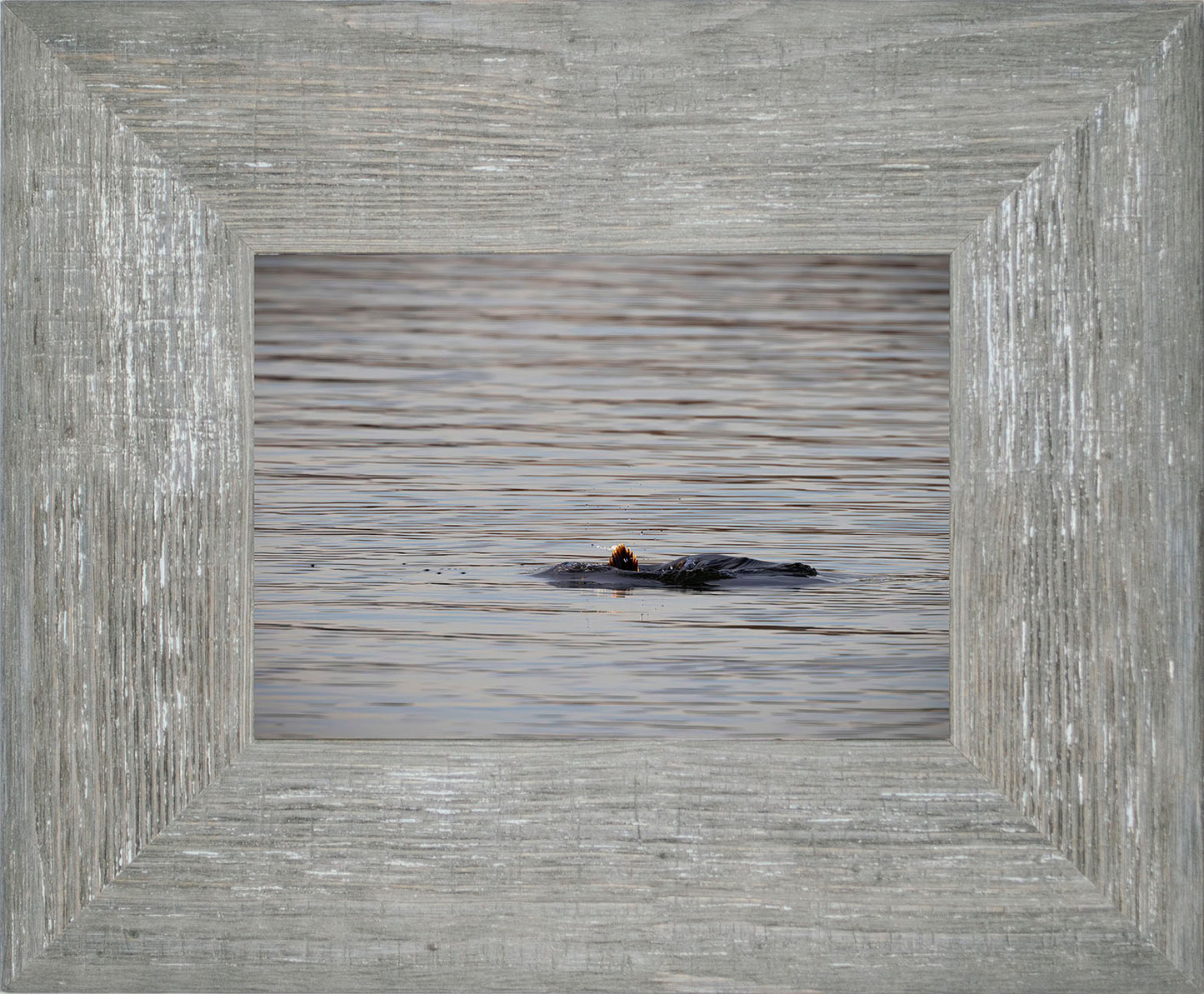 Duck, Duck, Dive