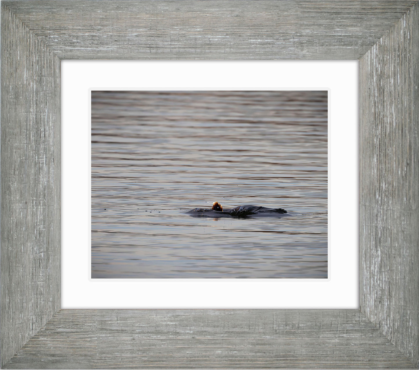 Duck, Duck, Dive