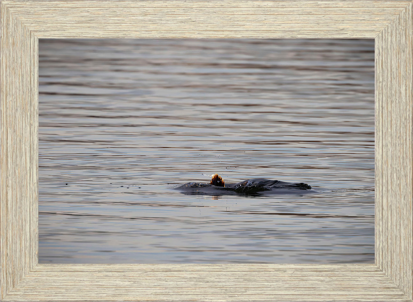 Duck, Duck, Dive