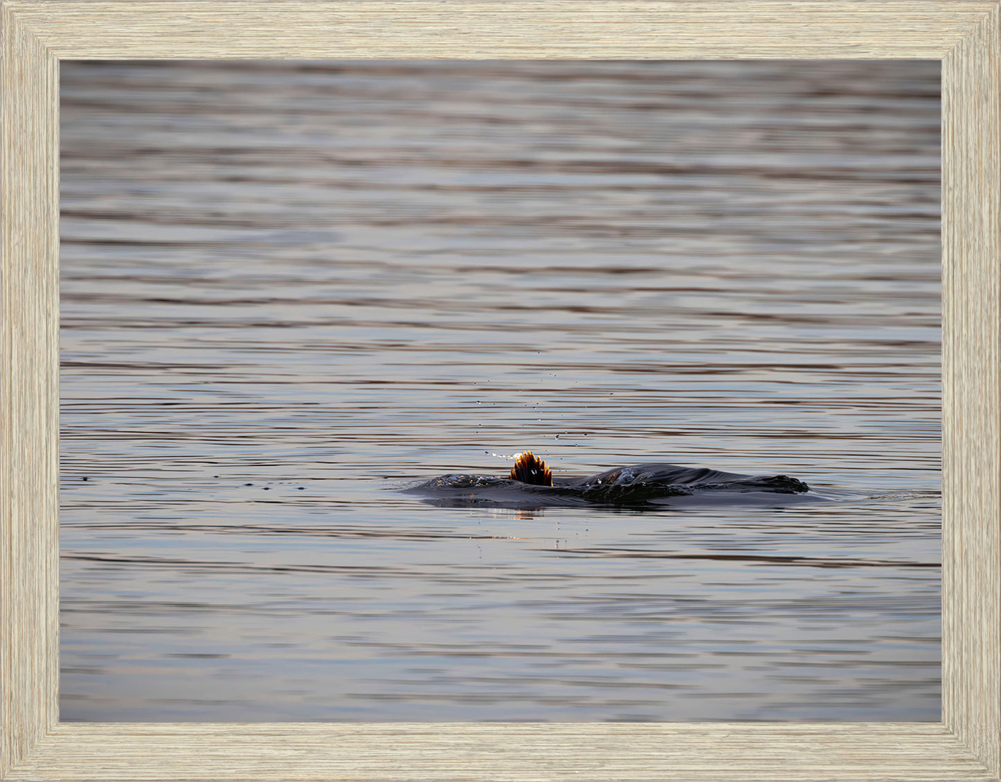 Duck, Duck, Dive