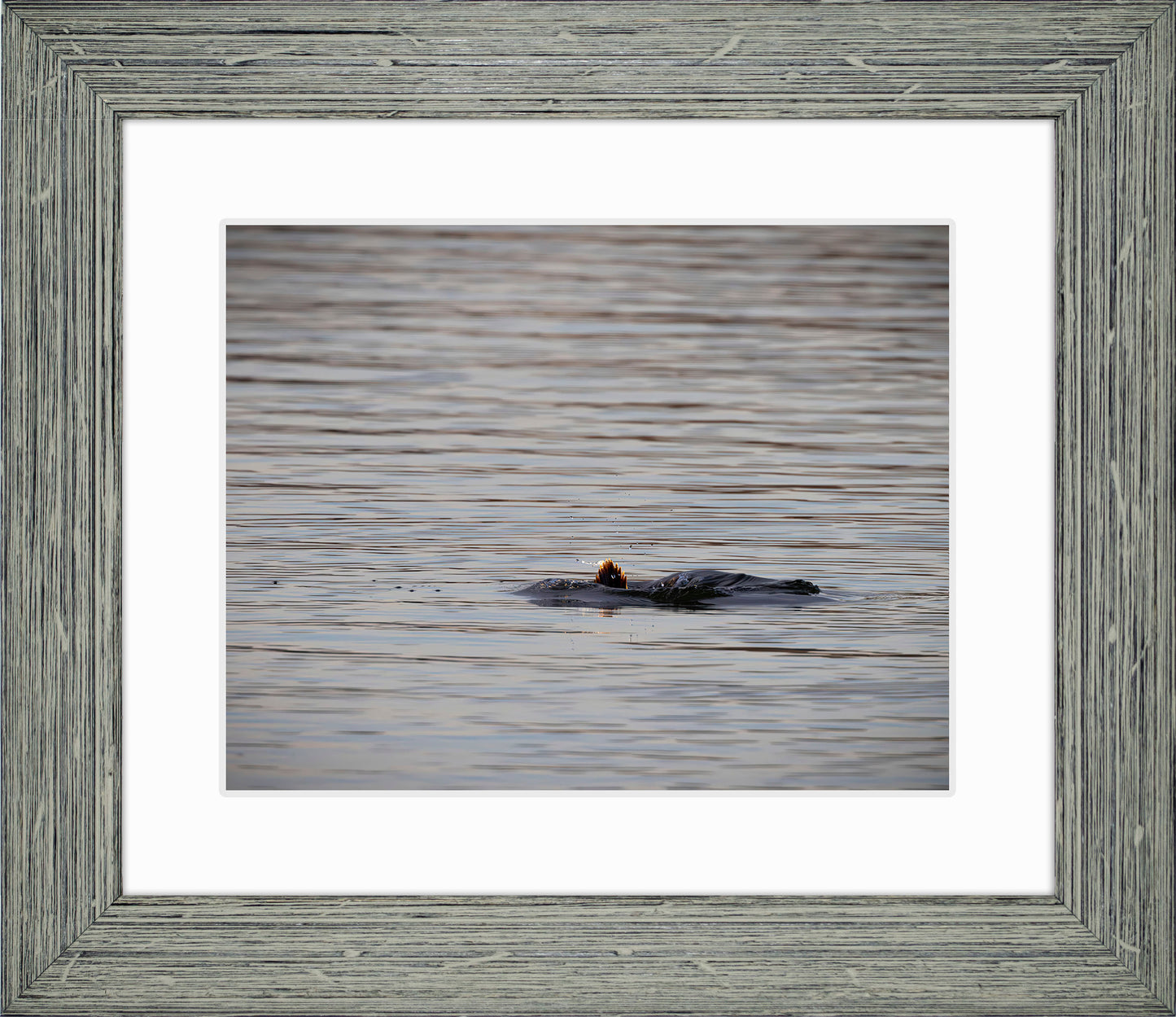 Duck, Duck, Dive