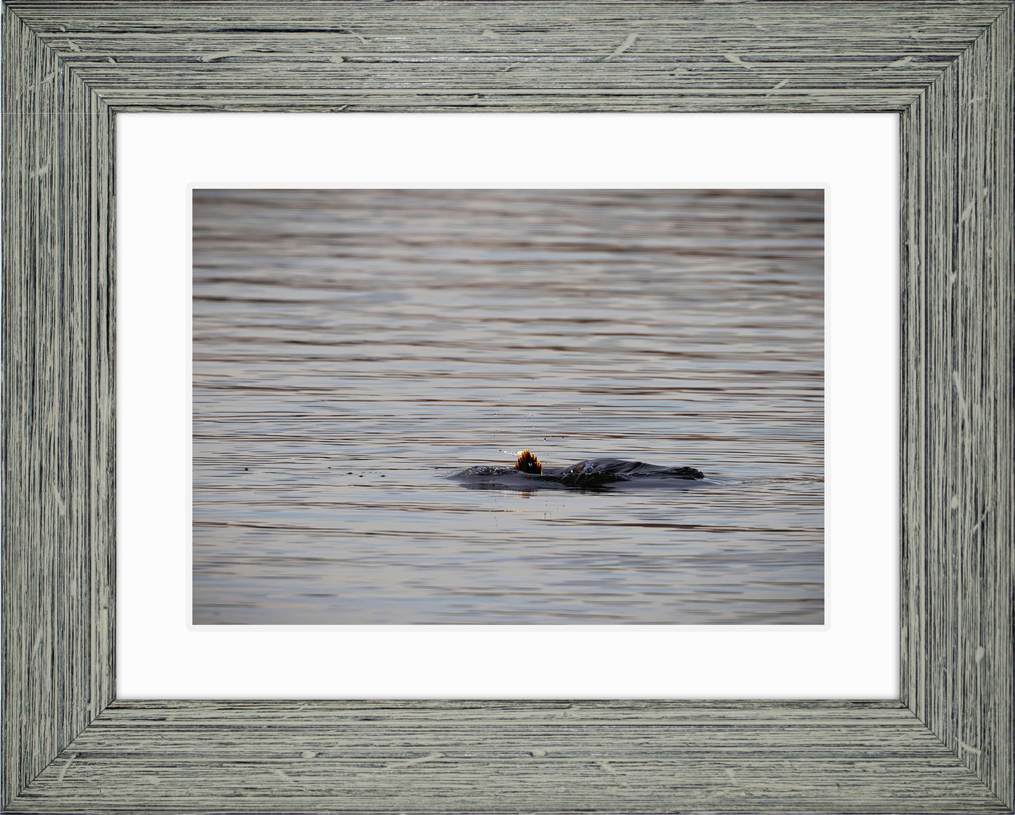 Duck, Duck, Dive