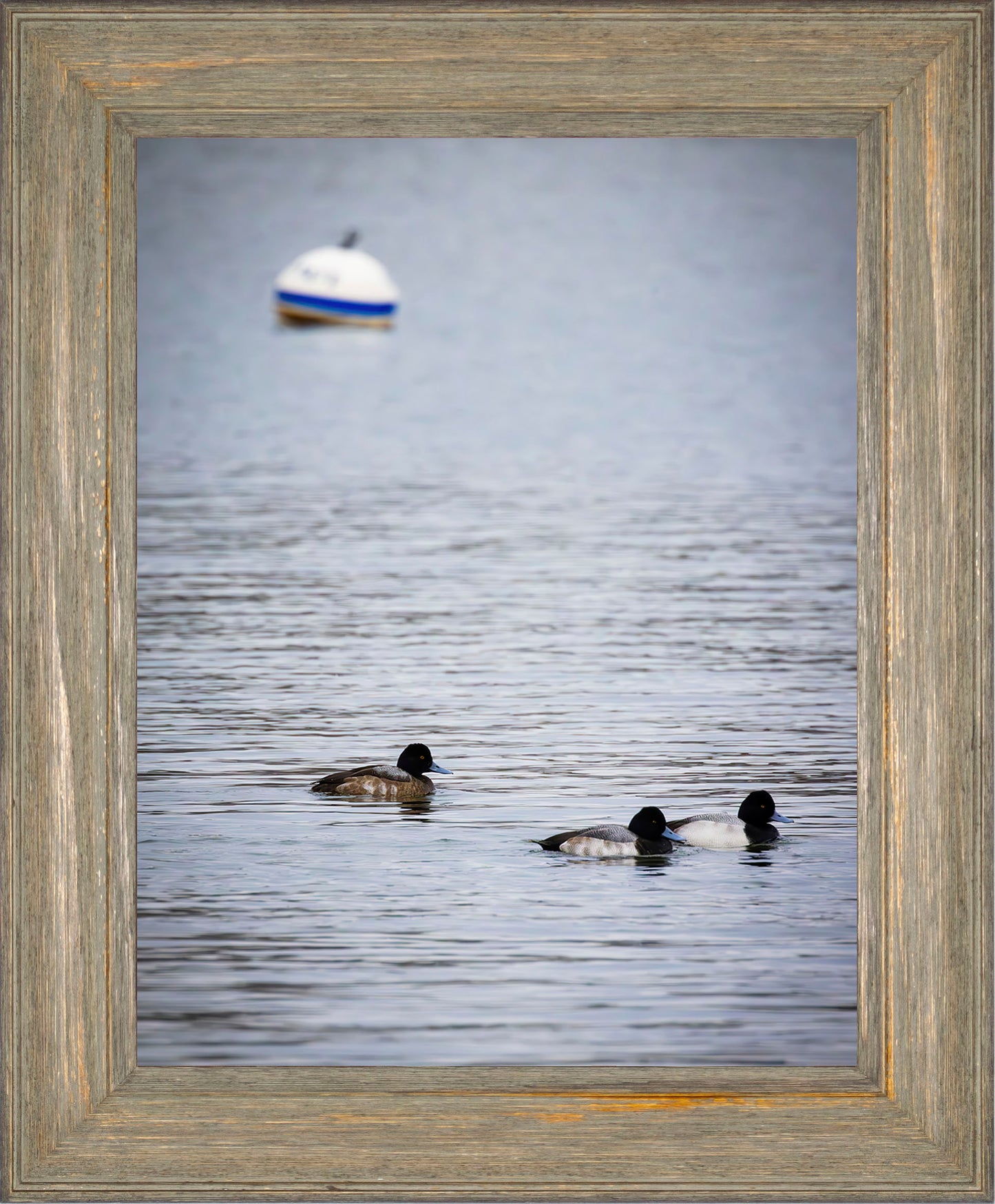 Moor Ducks