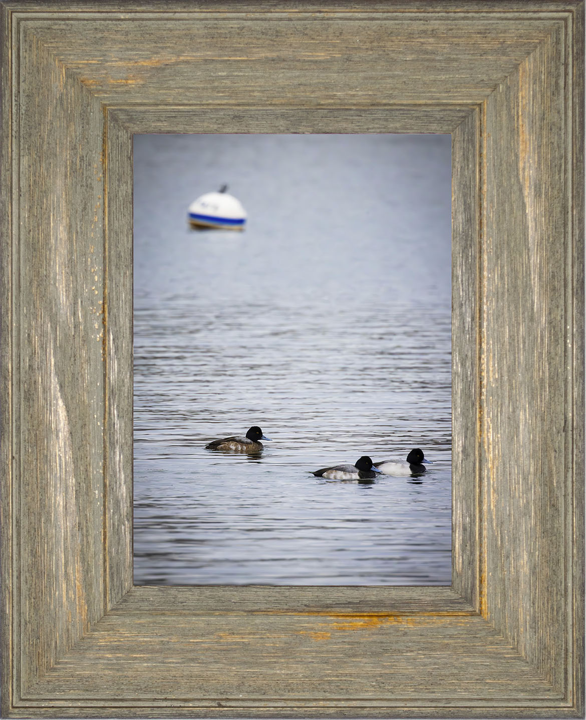 Moor Ducks