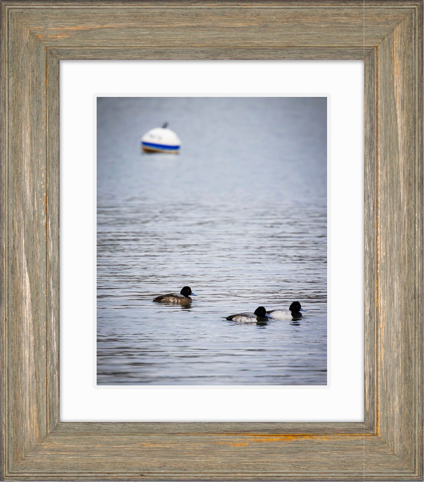 Moor Ducks