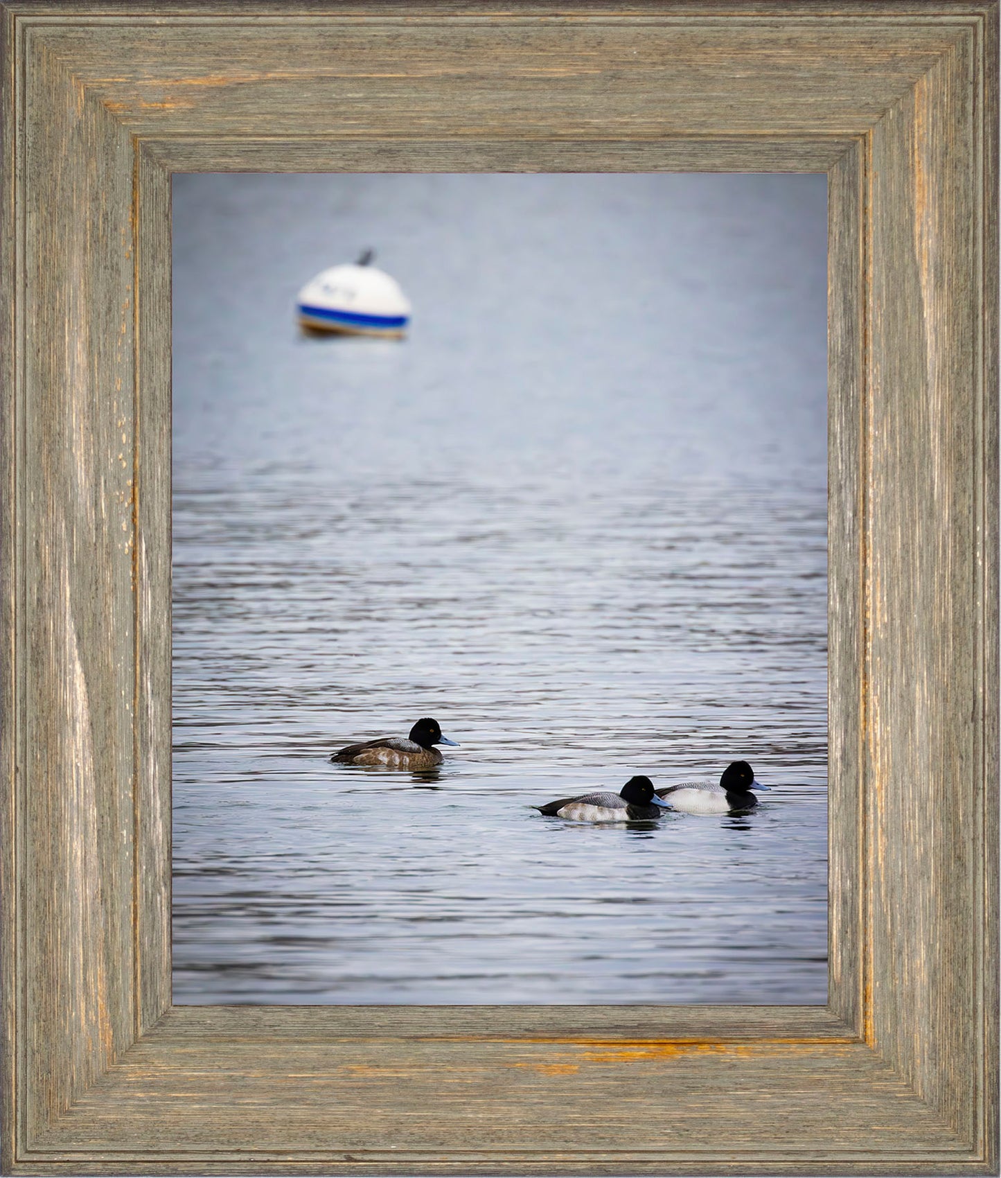 Moor Ducks