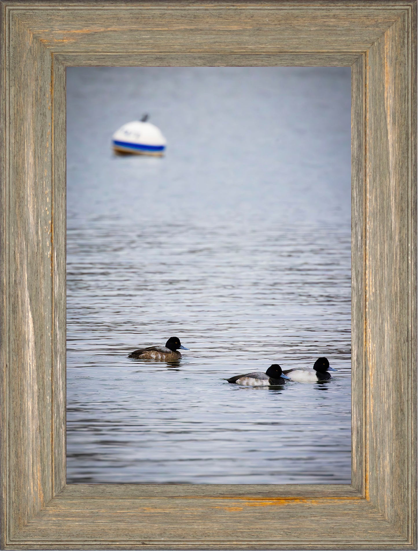 Moor Ducks
