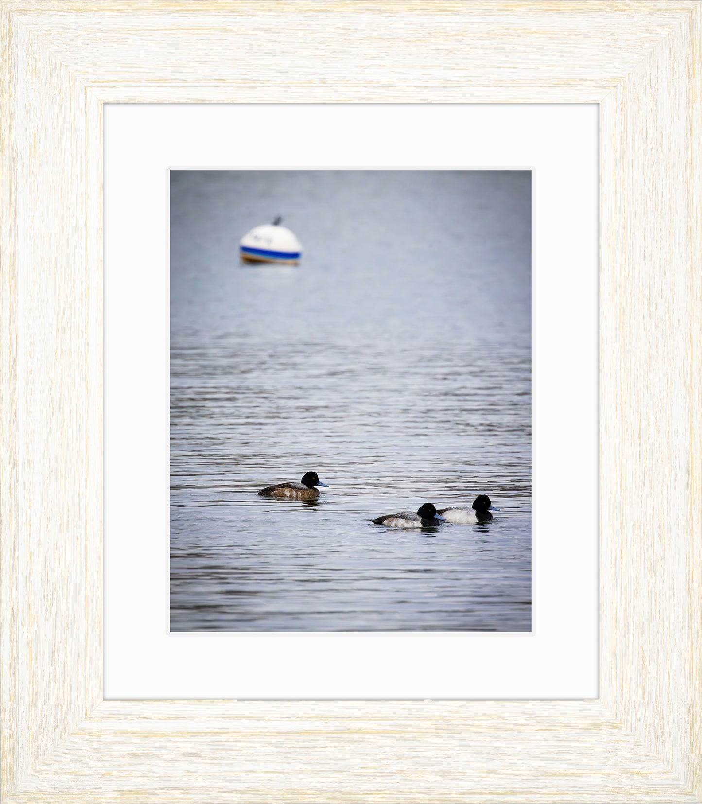Moor Ducks