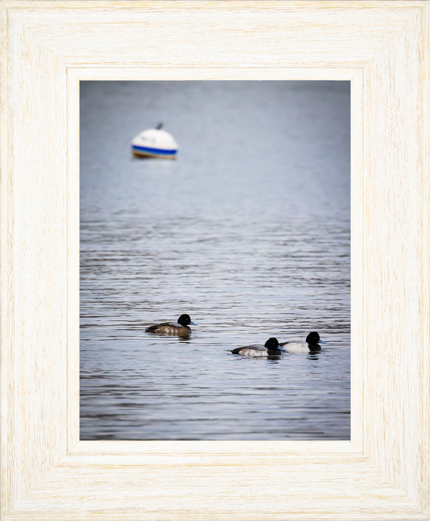 Moor Ducks