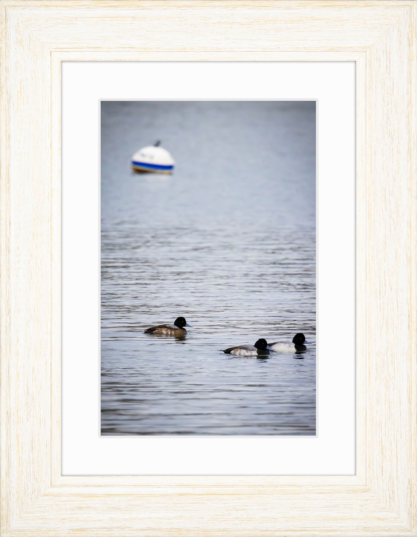 Moor Ducks