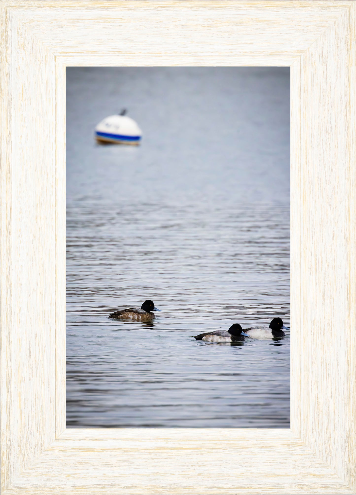 Moor Ducks