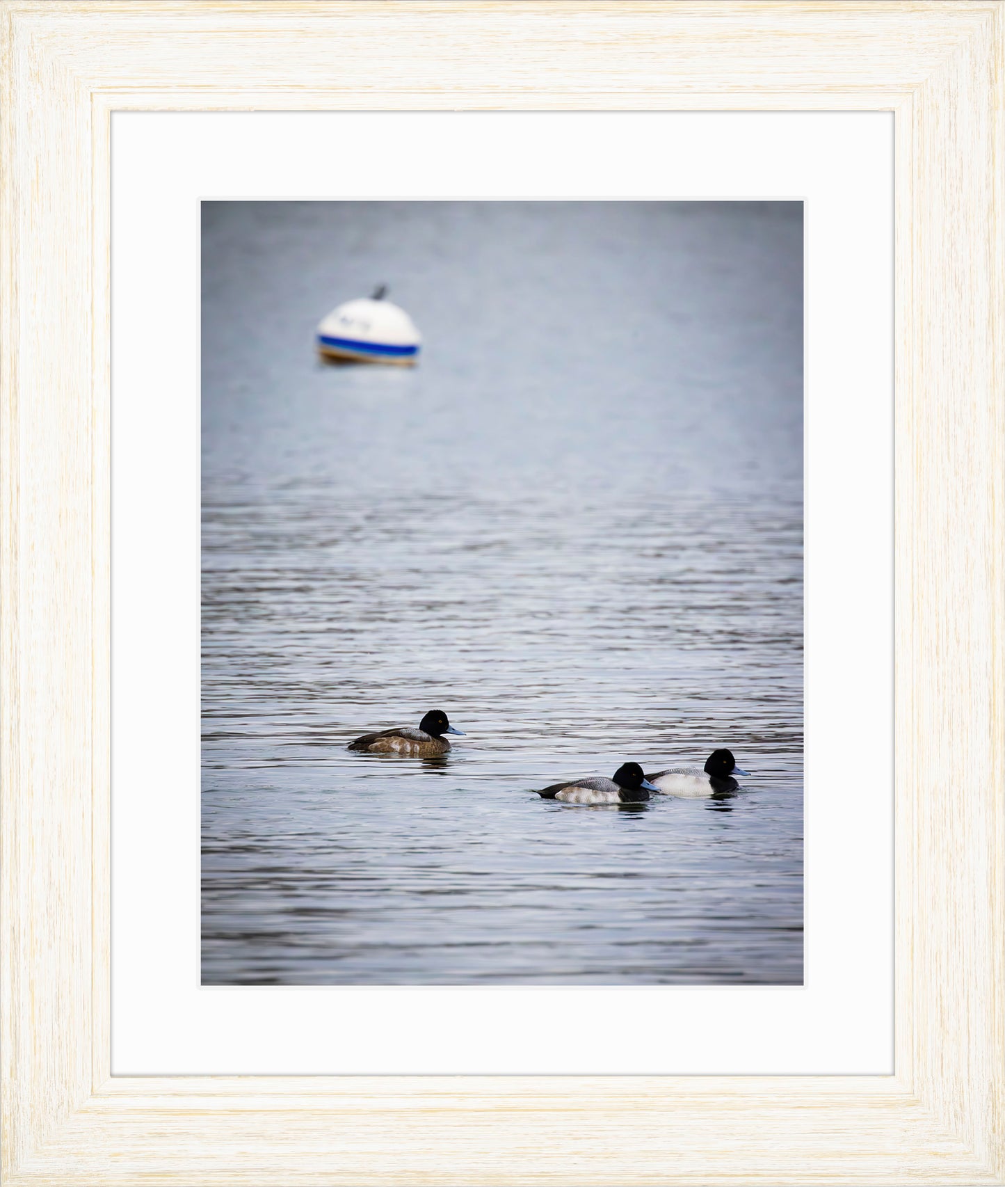 Moor Ducks