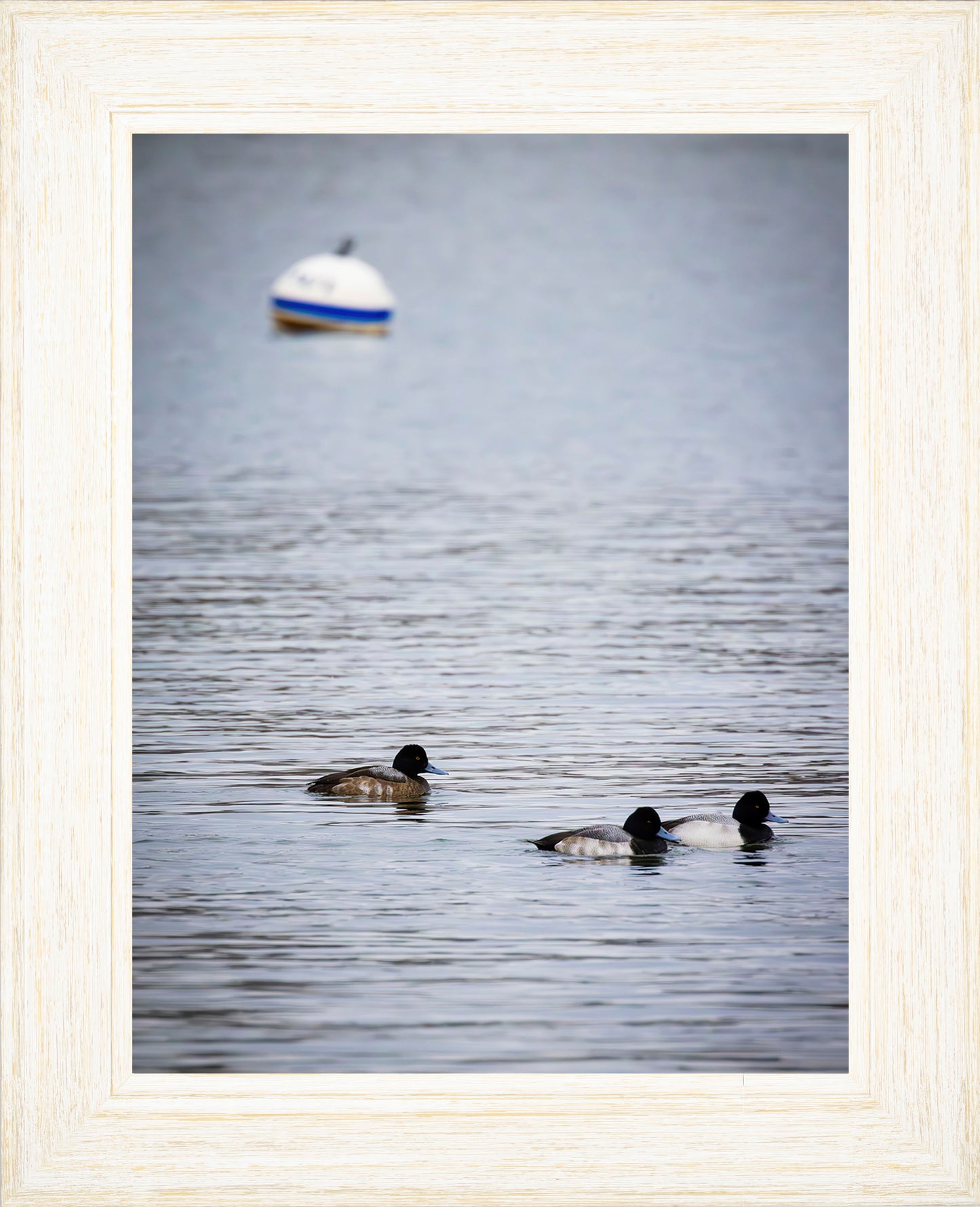 Moor Ducks
