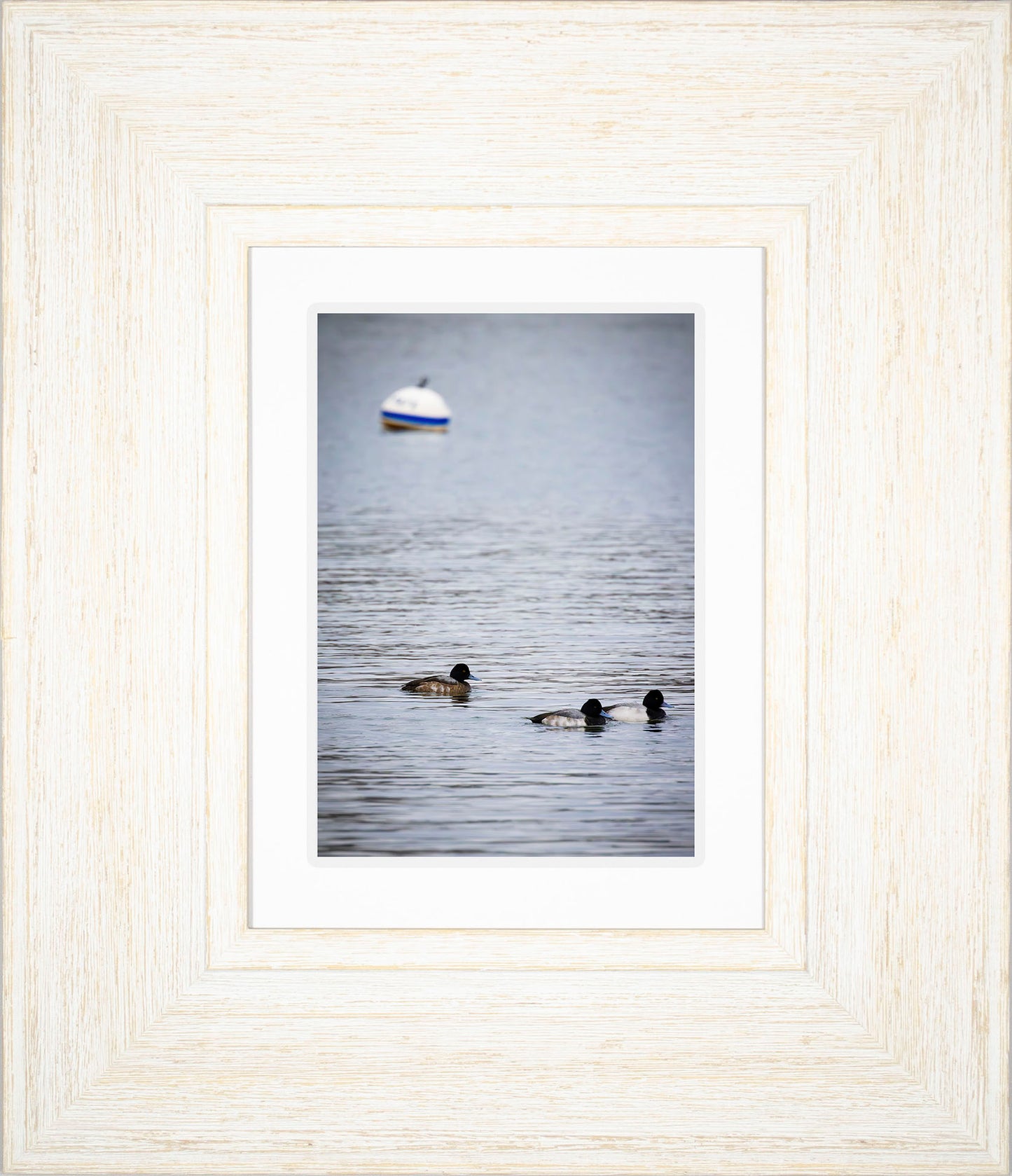 Moor Ducks