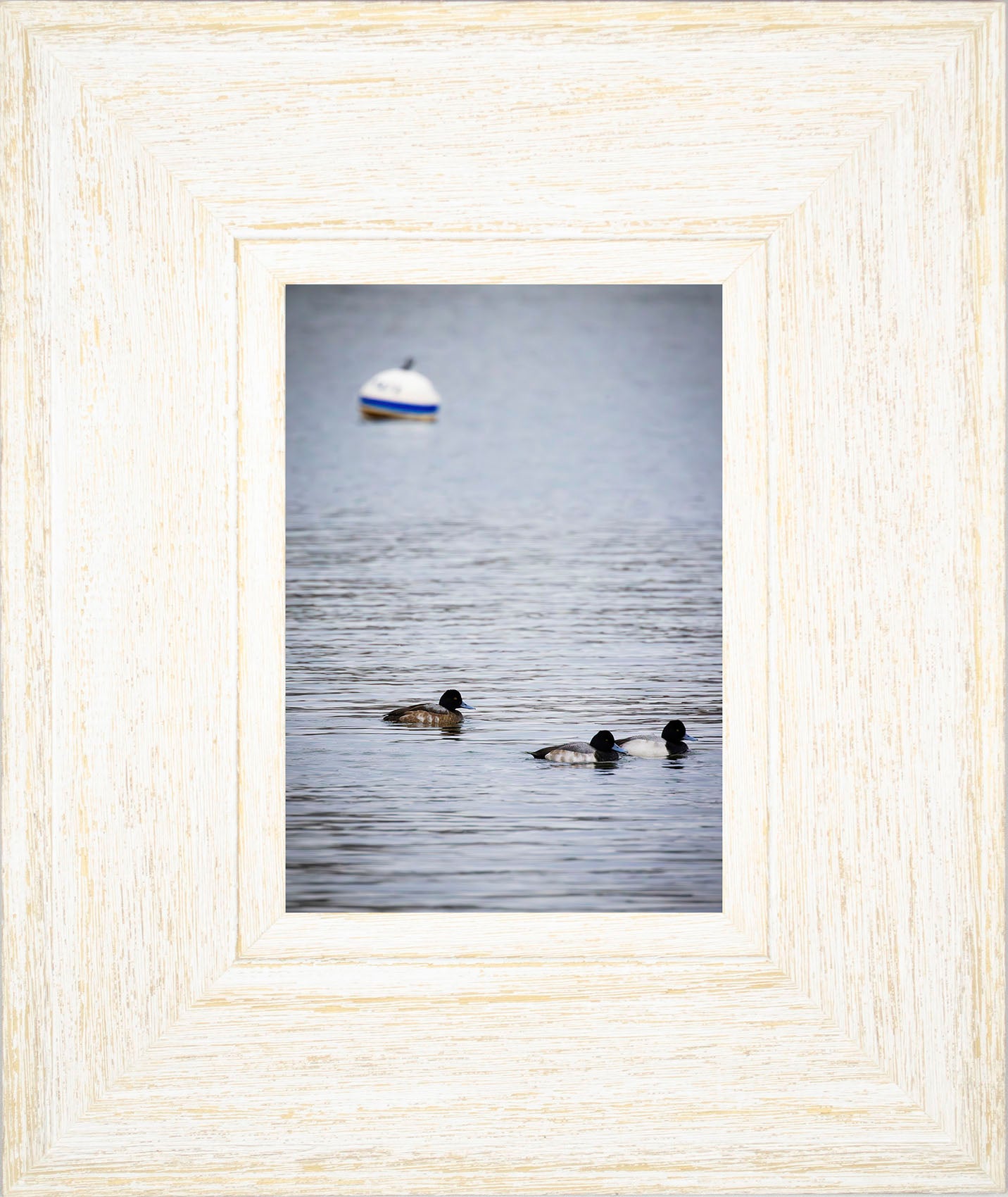 Moor Ducks
