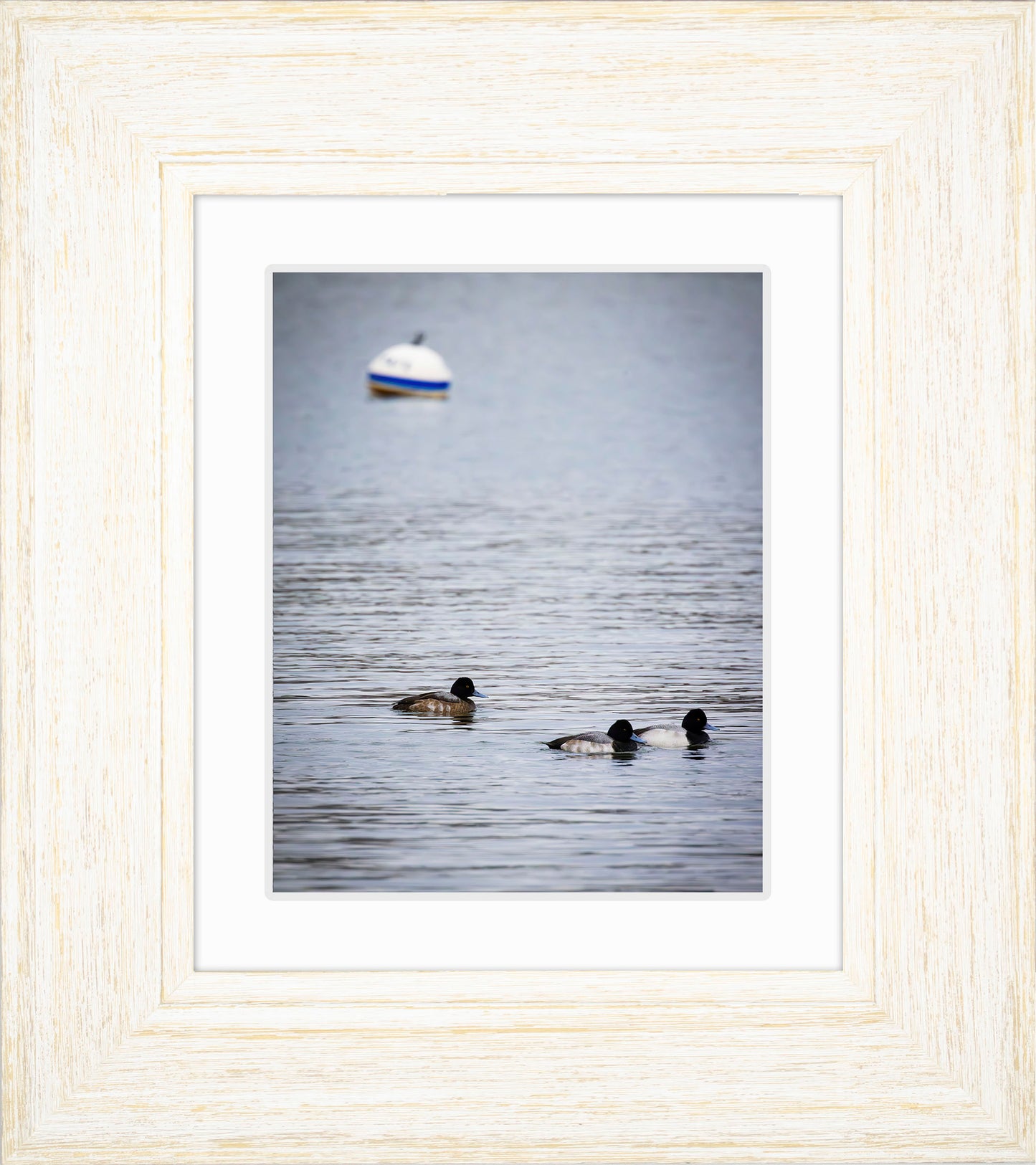 Moor Ducks