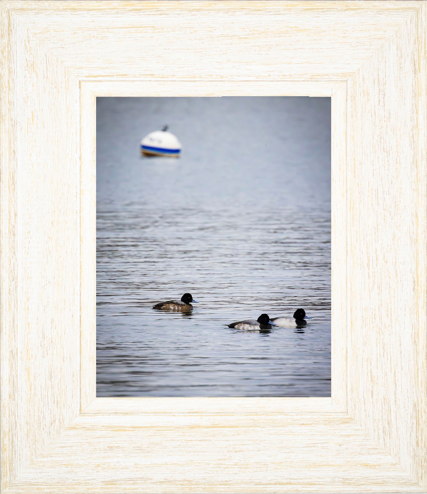 Moor Ducks