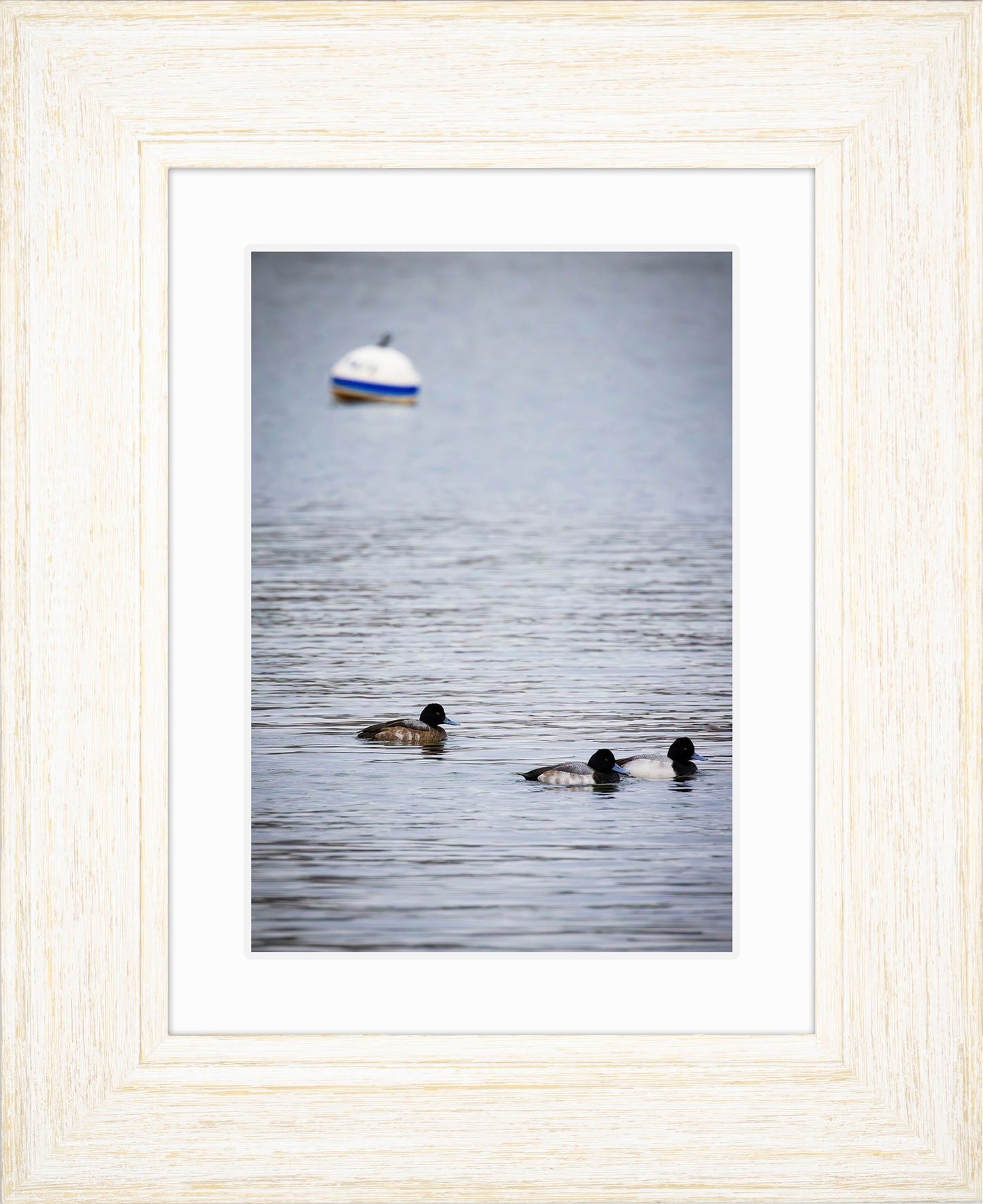 Moor Ducks
