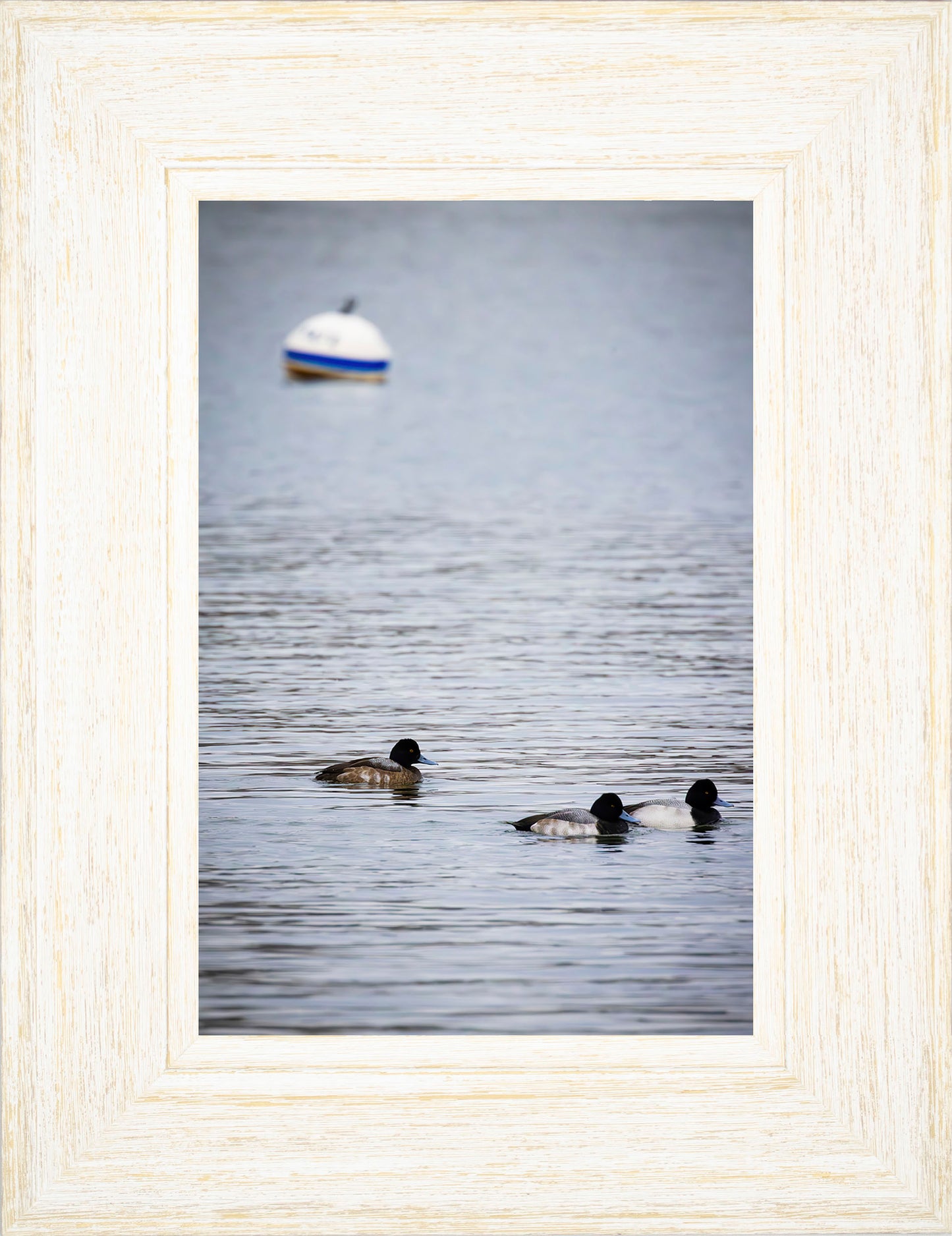 Moor Ducks