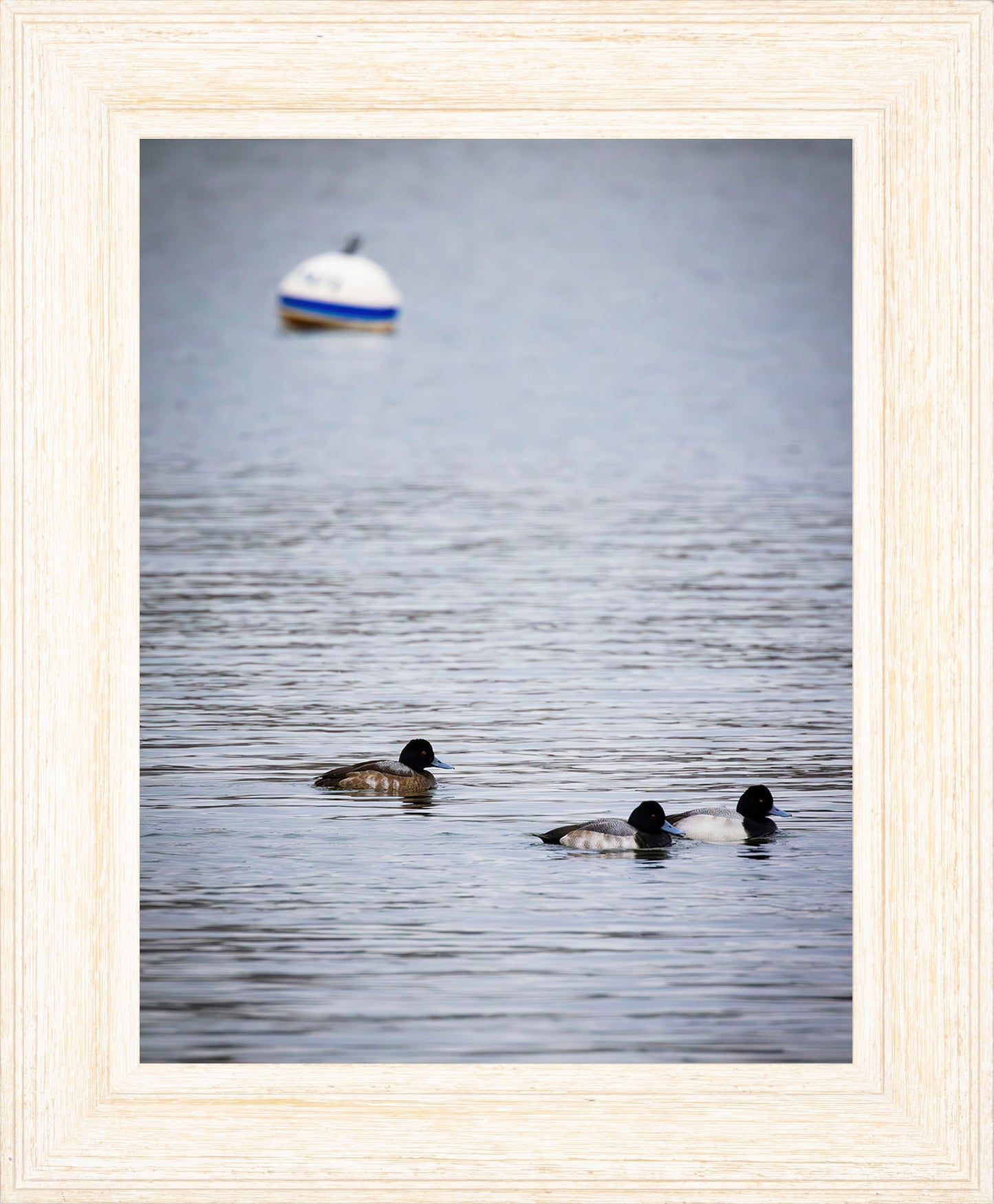 Moor Ducks