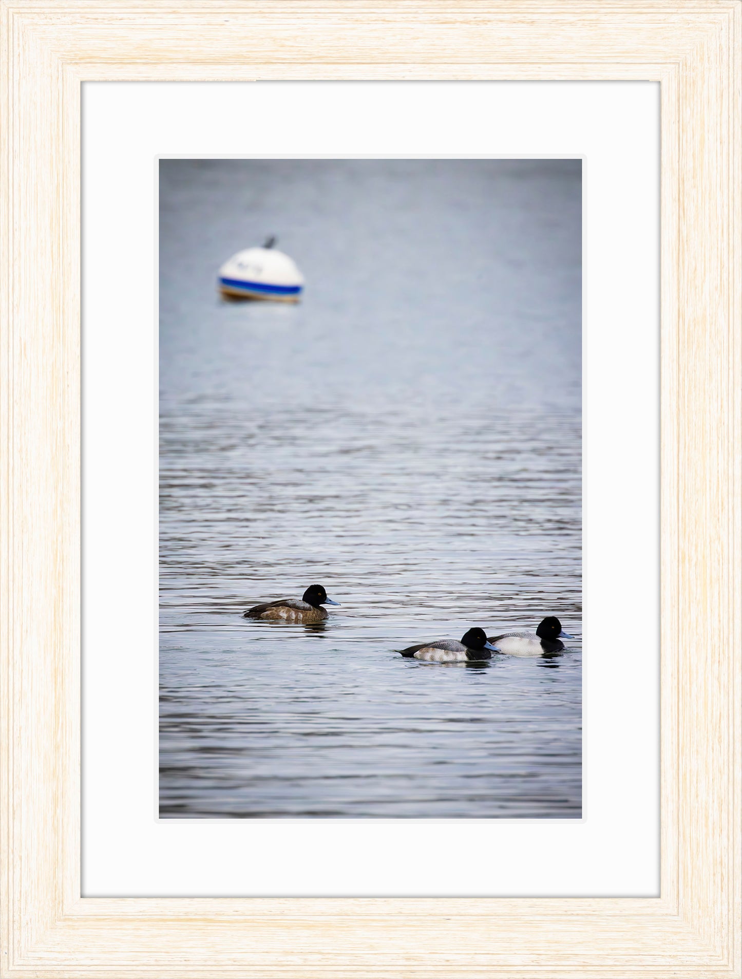 Moor Ducks