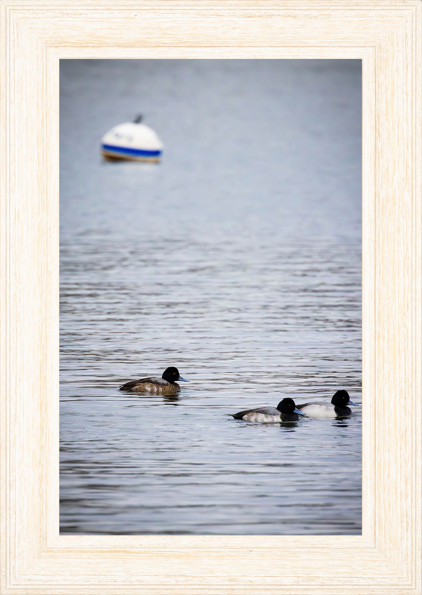 Moor Ducks