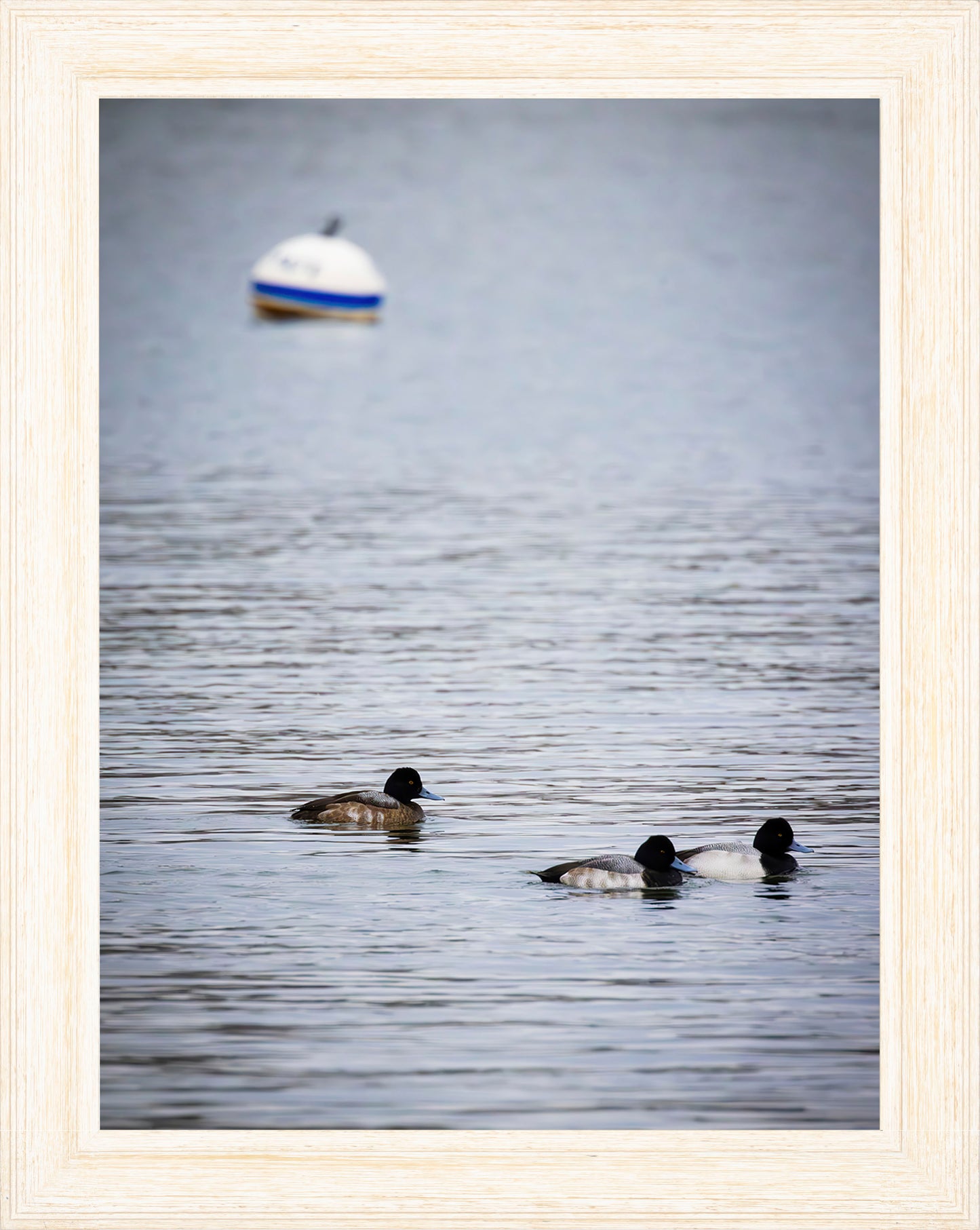 Moor Ducks