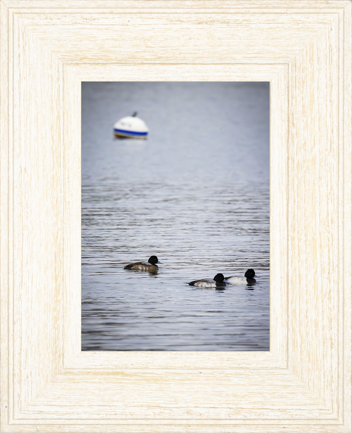 Moor Ducks